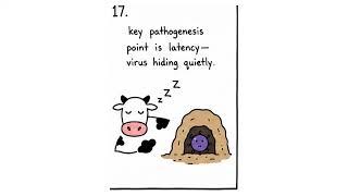 IBR in Cattle Explained
