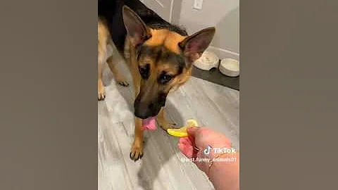 dog's eating lemon