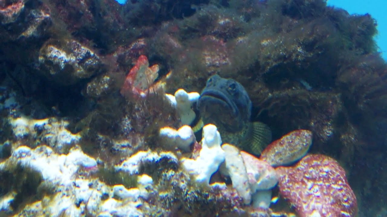 Tokyo Sea Life Park Opistognathus darwiniensis ≪ Darwin jawfish ≫