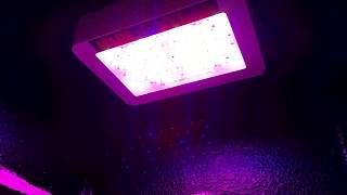 Mars Hydro Update 2x 300W Grow Update [WIP] And Very Weird Plant Growth/genetics?