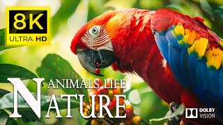 8K Nature&#39;s BIRDS  - Discovery Relaxation Film with Soothing Relaxing Piano Music and Nature Sound