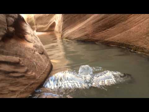 Owl swimming in slot canyon in Lake Powell