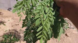 تجربة تحضير شاي المورينجا | How to prepare moringa tea