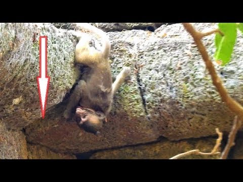 monkey life cycle Million pity Timo's friend!! Small monkey nearly fall down from gratewell, was bitten by big monkey