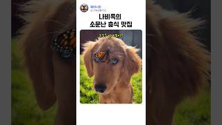 나비에게 소문난 휴식 맛집! #애견영상 #힐링 #나비 #댕댕이
