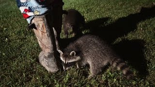 Being followed by baby raccoons.