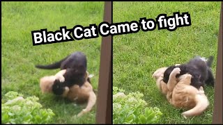 Black Cat came to FlGHT Ginger boy 🙀 fur flying everywhere by Red Bwoy TV ANIMALS 640 views 2 years ago 2 minutes