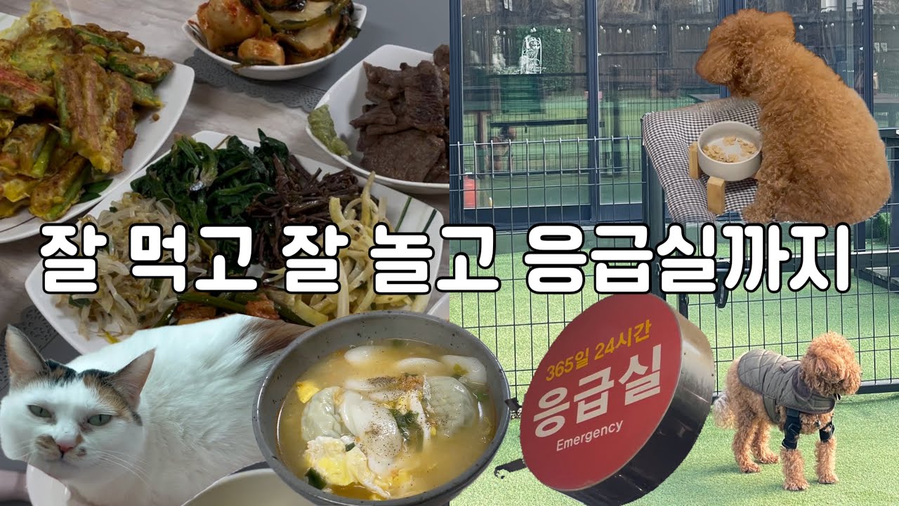 81kg 비만 브이로그 | 명절밥상 잘먹고 애견펜션가서 잘놀고 응급실 가는 파란만장 연휴 브이로그