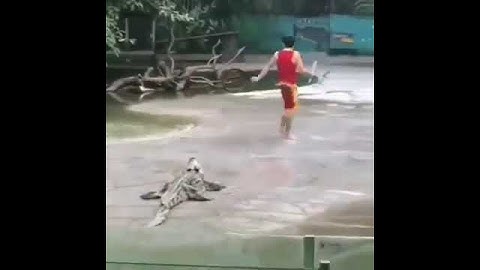 Detik-detik Pawang Diterkam Buaya #shorts