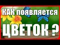 КАК появляется ЦВЕТОК? Развивающее видео для самых маленьких про цветы детям в детском саду