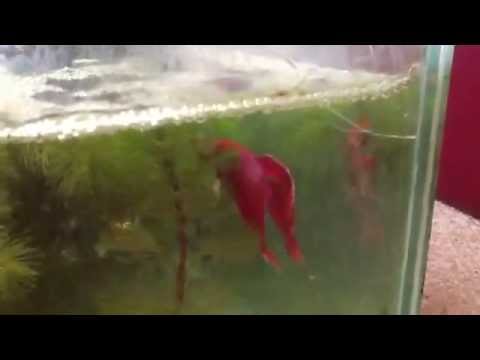 fish eat fish Baby Fry