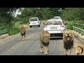 LATEST And BEST Sighting Ever Of Casper The White Lion With ALL His Brothers