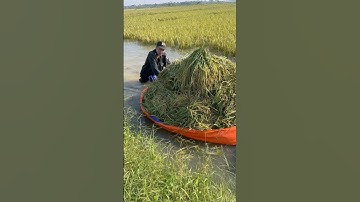 Các chú công an giúp bà con thu hoạch lúa