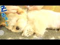 かわいい!トリミングでウトウトしちゃう子犬【マルプー】【生後3ヶ月】