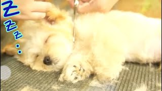 A puppy that falls asleep while trimming