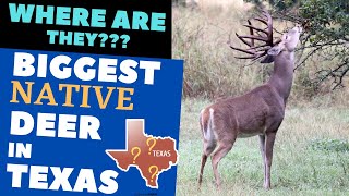 Where are the BIGGEST DEER Deer in Texas???  Find out what part of Texas grows the largest Whitetail