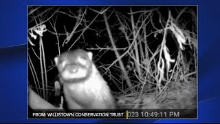 American River Otter spotted in Chester County for first time in over 100 years, experts say