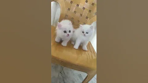 Watch the video about Persian female kittens available in hyderabad good quality tripple furr