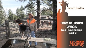 How to Teach WHOA to a Hunting Dog part 2 | Scott Linden