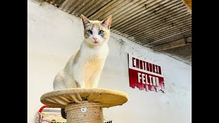 Cantabria Felina - MERIE - Adopción Responsable #adopciónresponsable #gato #cat #hogardefinitivo