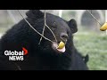 Rescued Laos moon bear cubs recovering after historic rescue