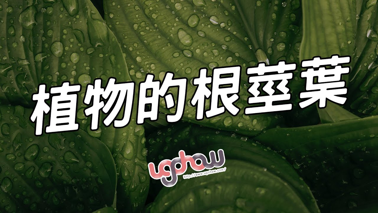 [ 科學與科技 ] 植物的根莖葉