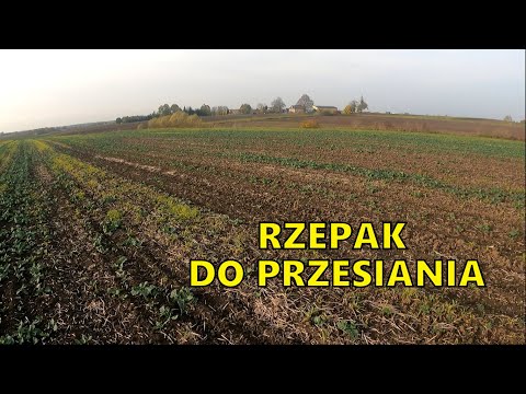 Wideo: Rzepak