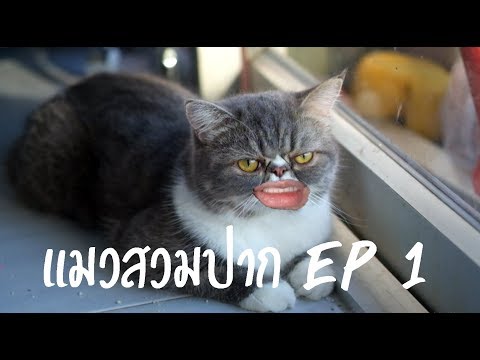 มุขตลกถามตอบภาษาอังกฤษ #แมวสวมปาก EP.1 | CATAMON