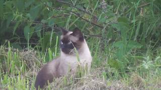 Любопытная кошка Алекса гуляет на природе и охотится/Alex's Curious Cat walks and nature hunts Любопытная кошка Алекса гуляет на природе и охотится/Alex's Curious Cat walks and nature hunts