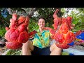 Huge coconut crab  unlike any other crab on earth south pacific islands
