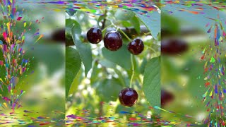Les cerises à grappes : danger ou délice ? Découvrez la vérité sur leur toxicité !