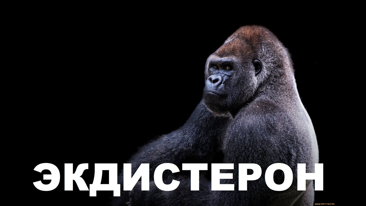 Что такое экдистерон