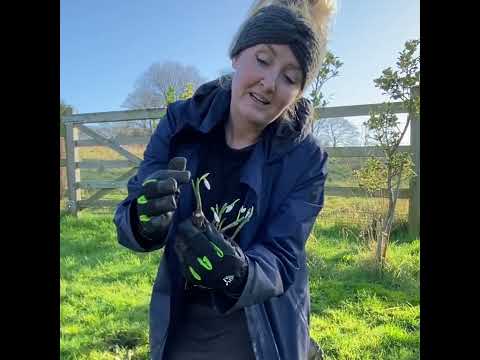 Video: Planting Snowdrops In The Green - What Are Snowdrops In The Green