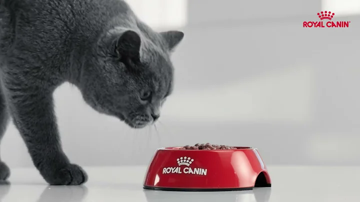 Watch the video about Royal Canin Kitten Growth Program ft. British Shorthair