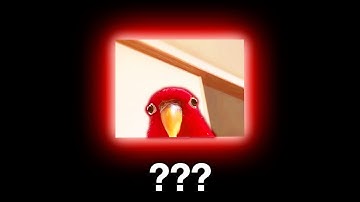 10 "Red Bird Laughing" Sound Variations in 30 Seconds