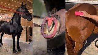 The Most Satisfying Equestrian TikToks pt 5