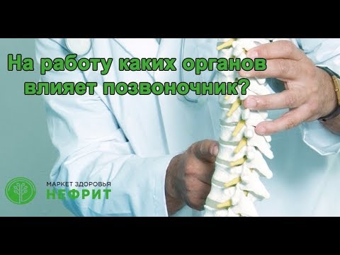 На работу каких органов влияет позвоночник?