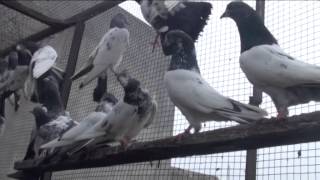 pakistani pigeon jhelum 2014 (Basmi Butt chak jamal) P1
