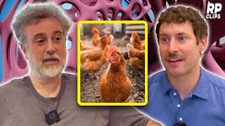 Can Chickens Suffer? | Michael Graziano