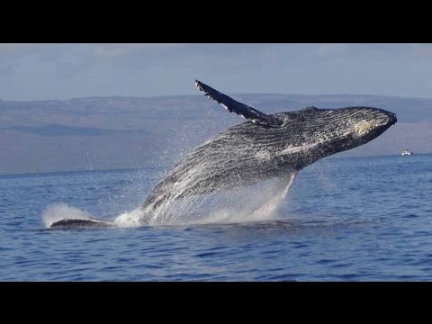 マウイ島 ザトウクジラのブリーチング 大ジャンプ Youtube