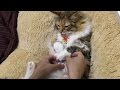 猫に大人気のおやつあげてみたw