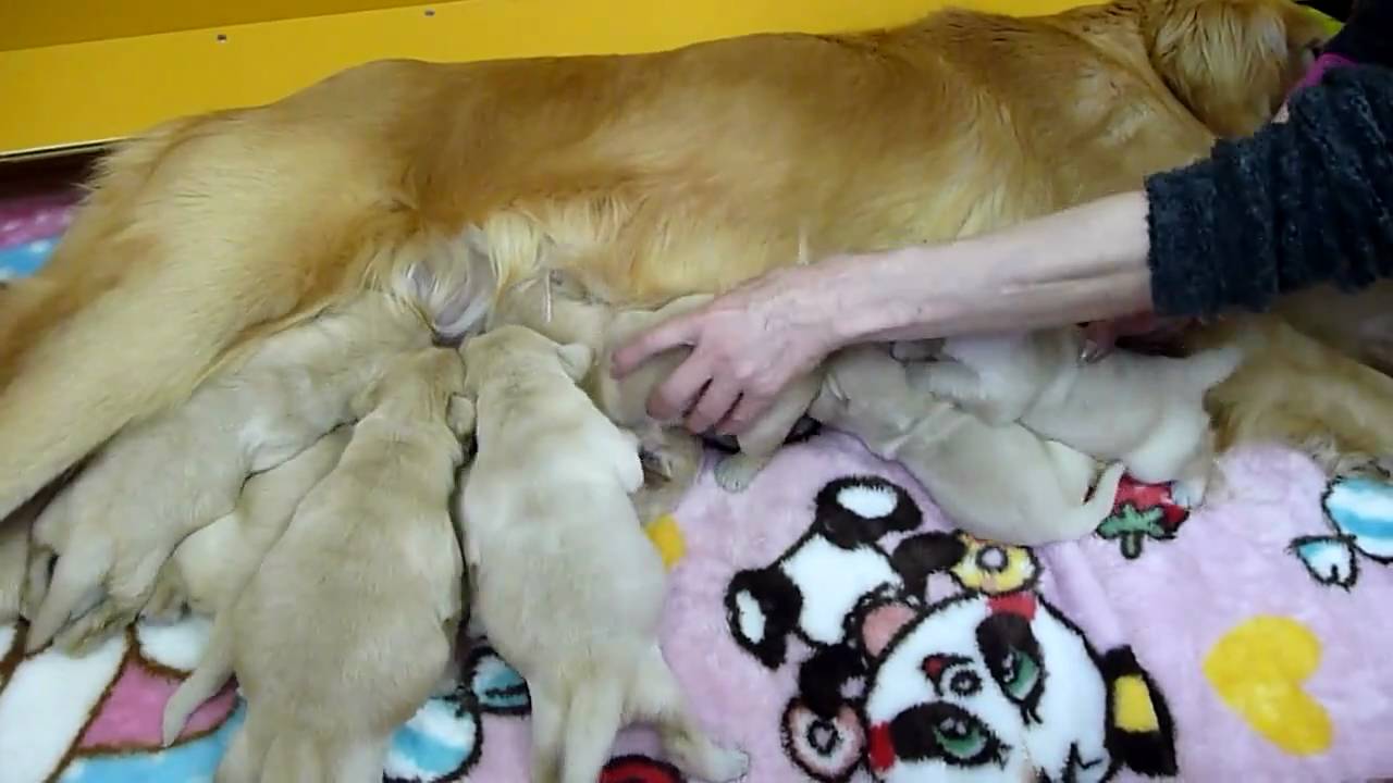 ゴールデンレトリバー子犬おっぱい飲む / Cute Goldenretriever Puppies