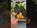 Cabbage vegetables care tips using orange peel as compost fartilizer #gardening #cabbage #roomtogrow