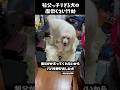 祖父っ子すぎる愛犬の面倒くさい行動　#グレートピレニーズ #大型犬 #愛犬 #かわいい犬 #greatpyrenees