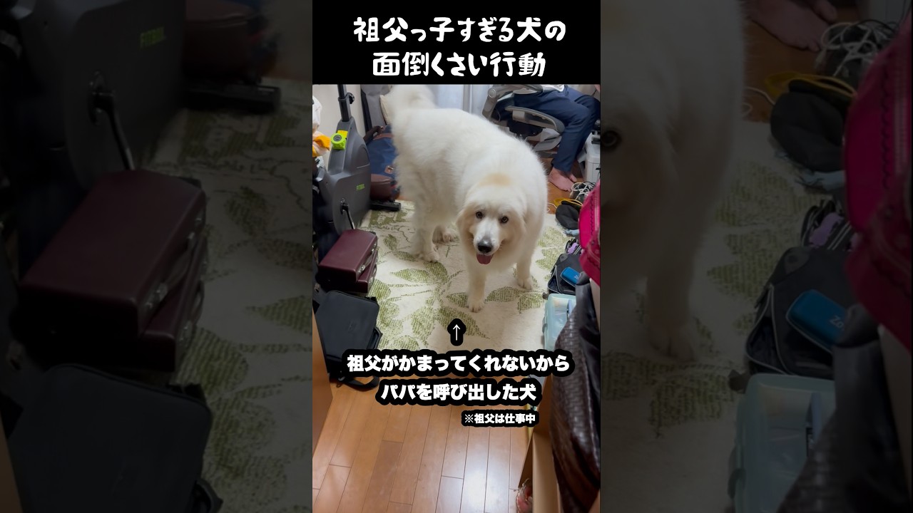 祖父っ子すぎる愛犬の面倒くさい行動　#グレートピレニーズ #大型犬 #愛犬 #かわいい犬 #greatpyrenees