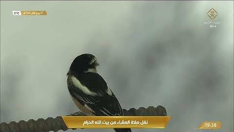 صلاة العشاء السبت 17-3-1443هـ الشيخ ماهر المعيقلي - من سورة النحل [65-72 , 78-83]