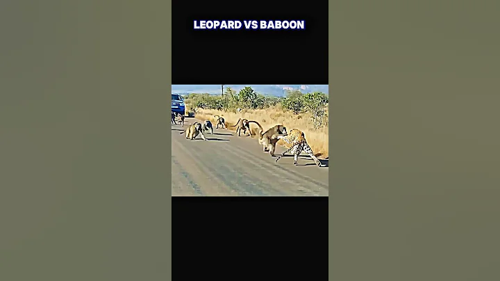 leopard vs baboon #trending #animals #wildlife #leopard #baboon #shortsvideo #youtube #shorts