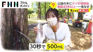 木の幹の途中から水が 公園の木にナゾの怪現象　地面を掘ってみた