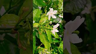 How beautiful is the jasmine flower plant green in the rainy seasonjasmineflower plants