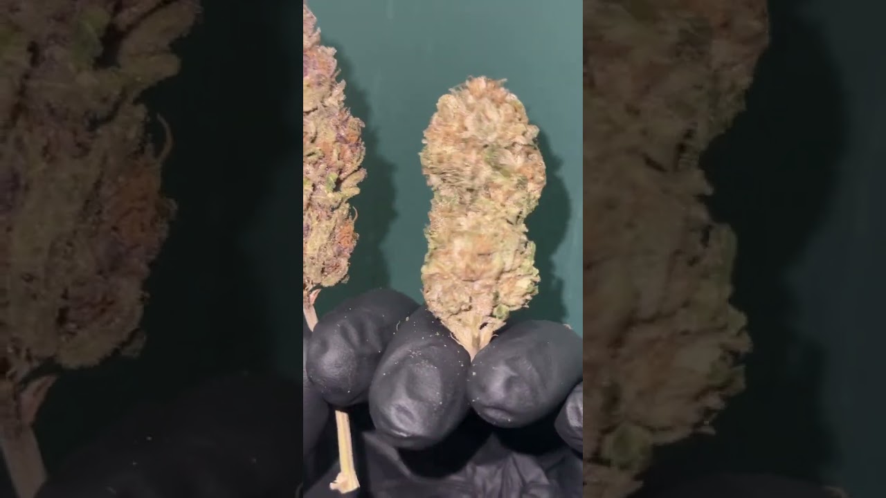 French unicorn and mandarin zkittlez